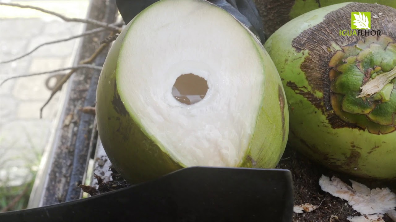 La noix de coco : une filière d'avenir
