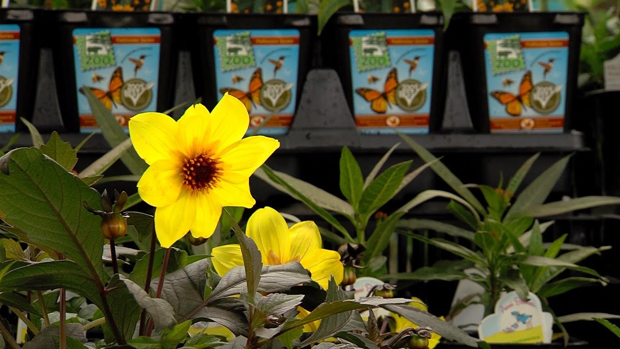 Best Pollinating Plants - Cincinnati Zoo