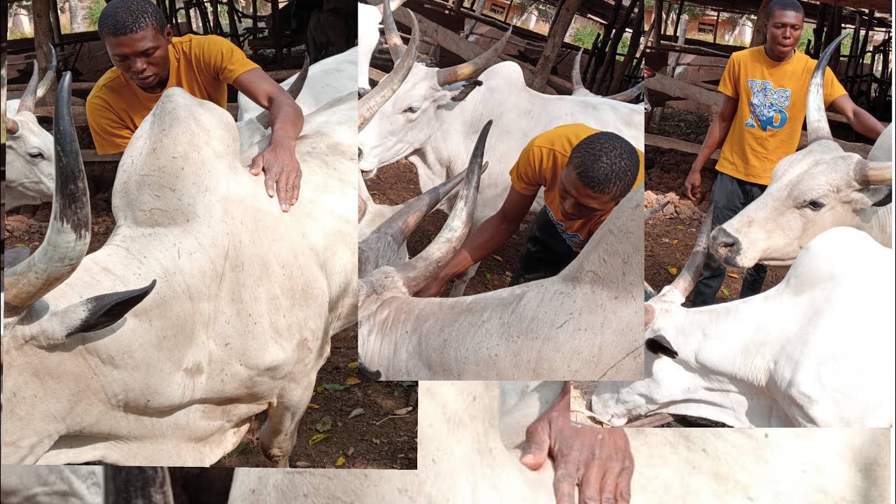 HOW TO FATTEN YOUR COWS WITHIN SIX MONTH WITH CHEAP AND AFFORDABLE FEED INGREDIENTS