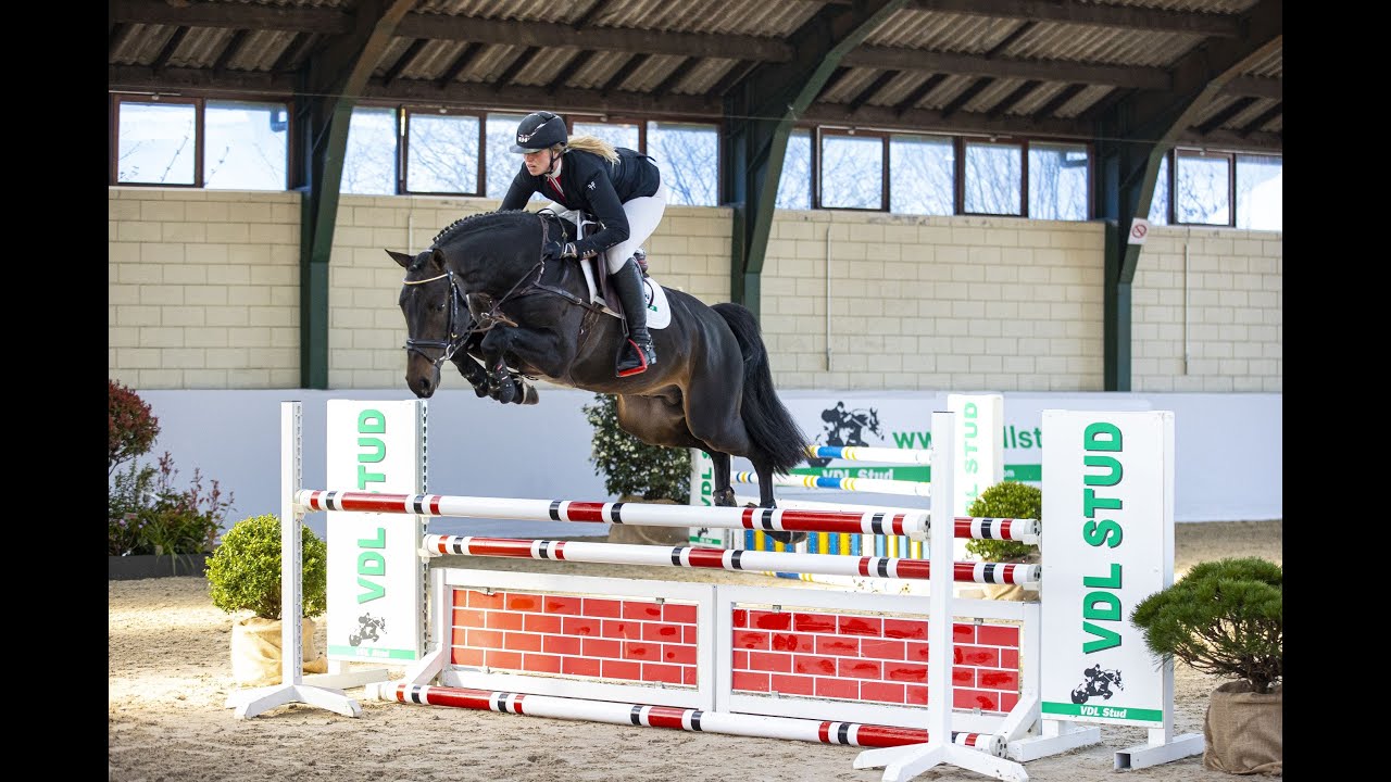Landino VDL Stud Stallion Show 2021