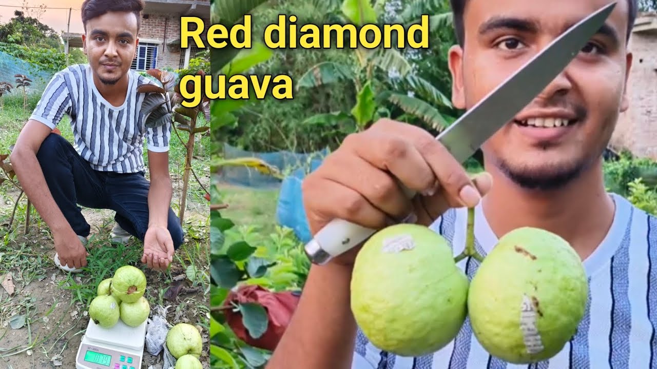 Red diamond guava/रेड डायमंड अमरूद plant pruning/red Diamond guava big size