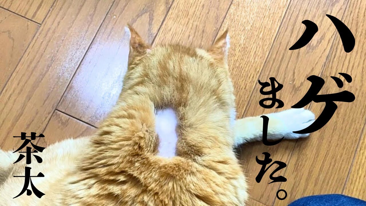 猫エイズと闘う元野良猫の脱毛の理由