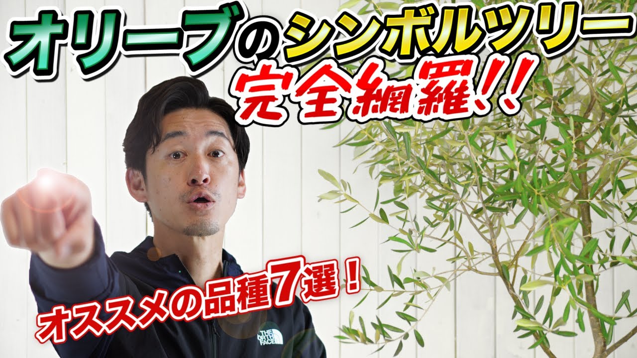 【オリーブの品種の違いって何？？】オリーブどの品種を買うべき？？絶対にかっこいい木、オリーブの品種ごとの特徴を解説します！