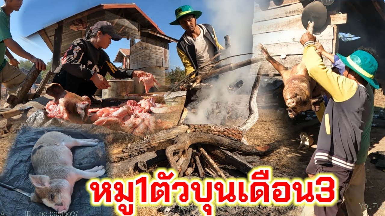 หมู1ตัวบุญเดือน3แม่ตกพูดขาย//ຫມູໂຕຫນຶ່ງບຸນເດືອນ3ແມ່ຕົກພູດຂາຍ