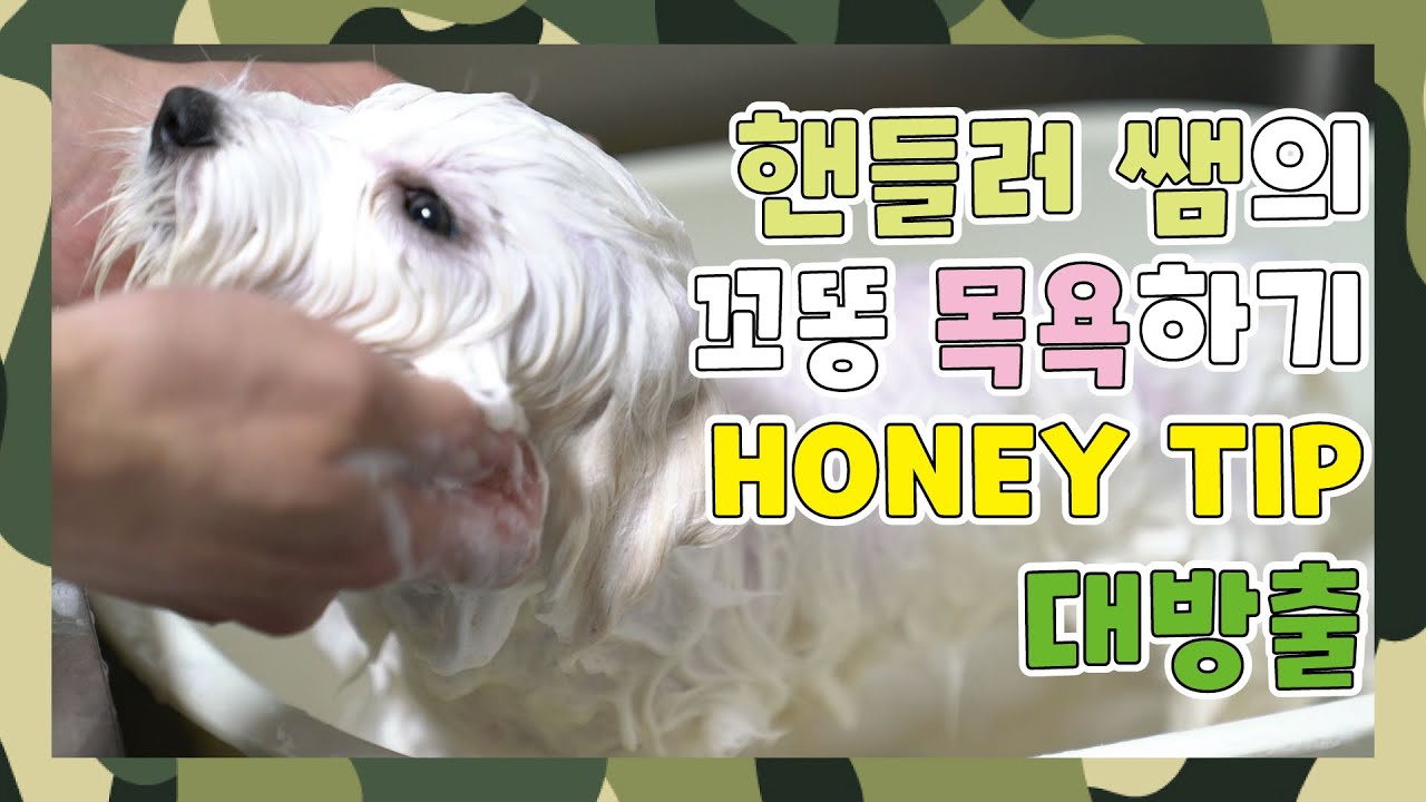 강아지목욕 시키는법 꿀팁 대방출! (핸들러 쌤의 꼬똥 드 툴레아 목욕 시키는 방법) [루피의 슬기로운 훈련생활]
