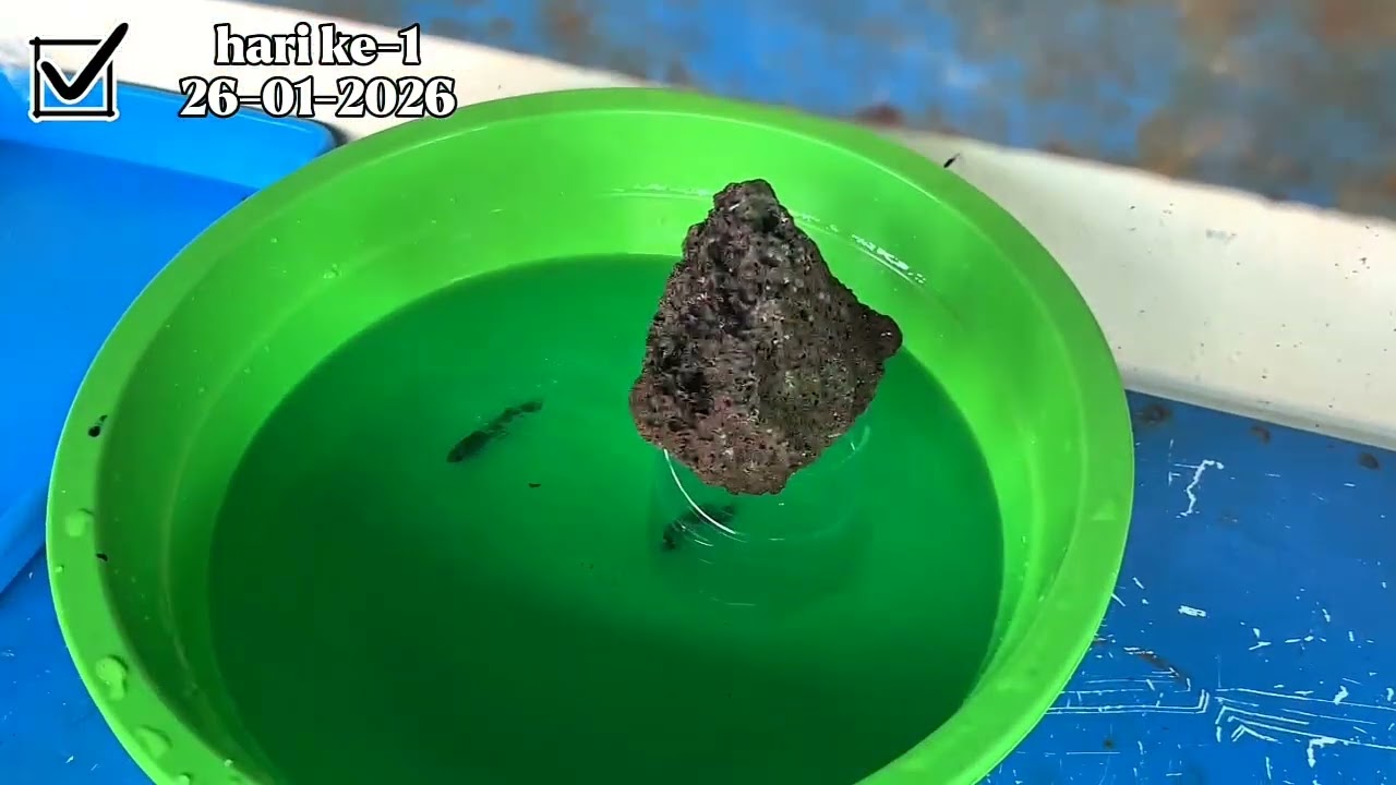 Prosedur Pemijahan Ikan Cupang (Betta SP) Multicolor Plakat || Irma Amelia XII AIH || UKK 2026