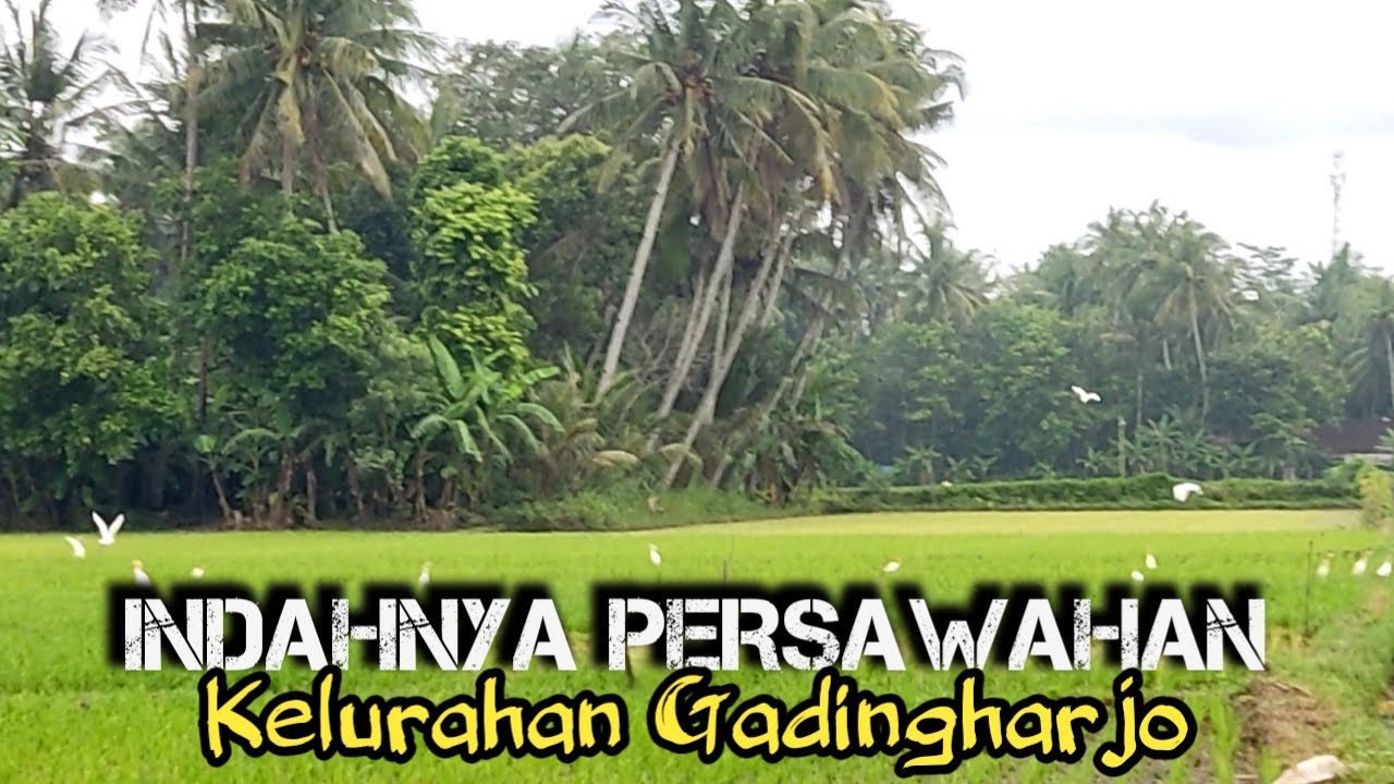 Indahnya Persawahan di Kelurahan Gadingharjo, Sanden, Bantul, Yogyakarta