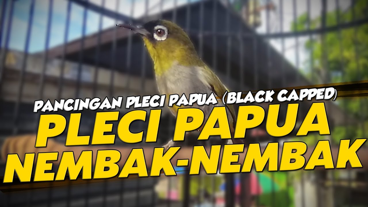 TERAPI PLECI PAPUA NEMBAK-NEMBAK (VIDEO LOOPING)
