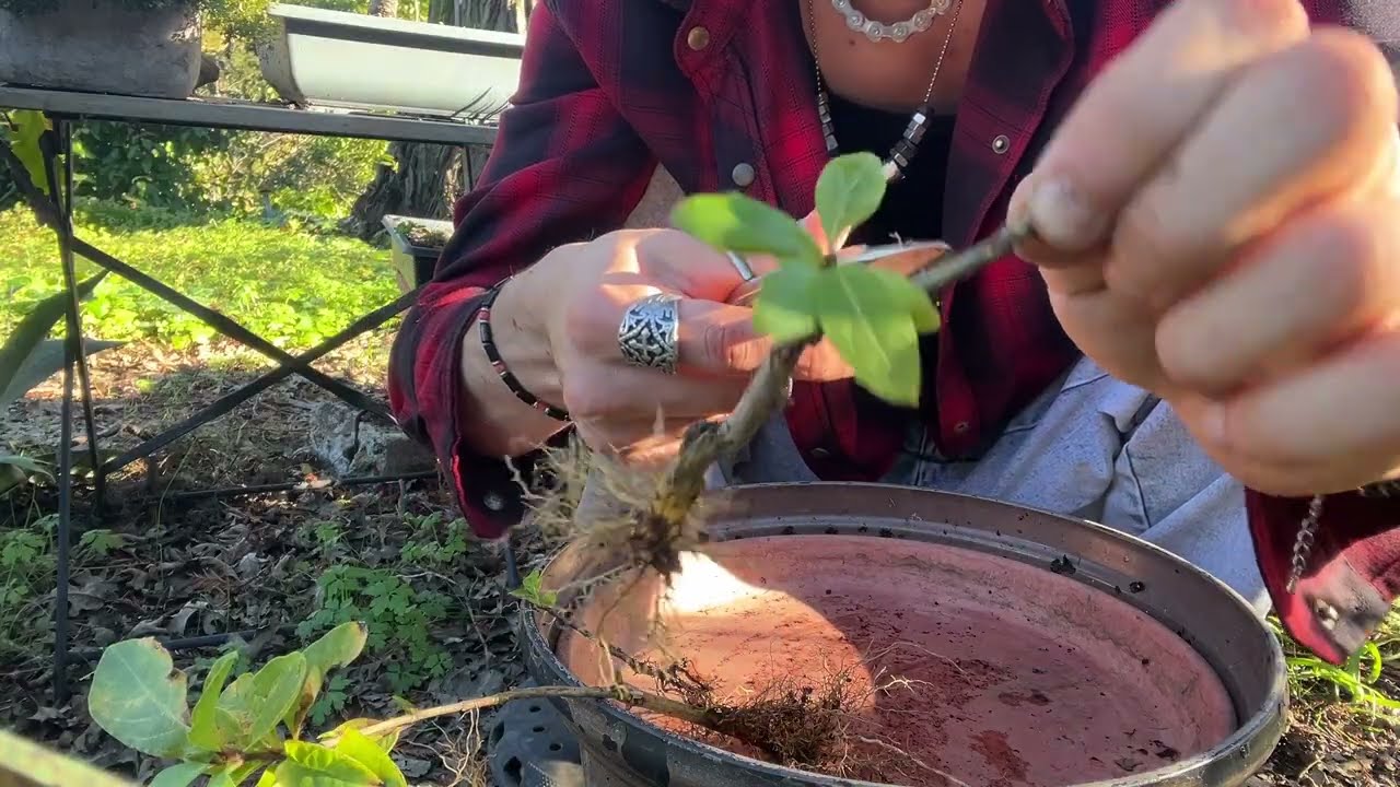 Repotting Twinberry honeysuckle cuttings 