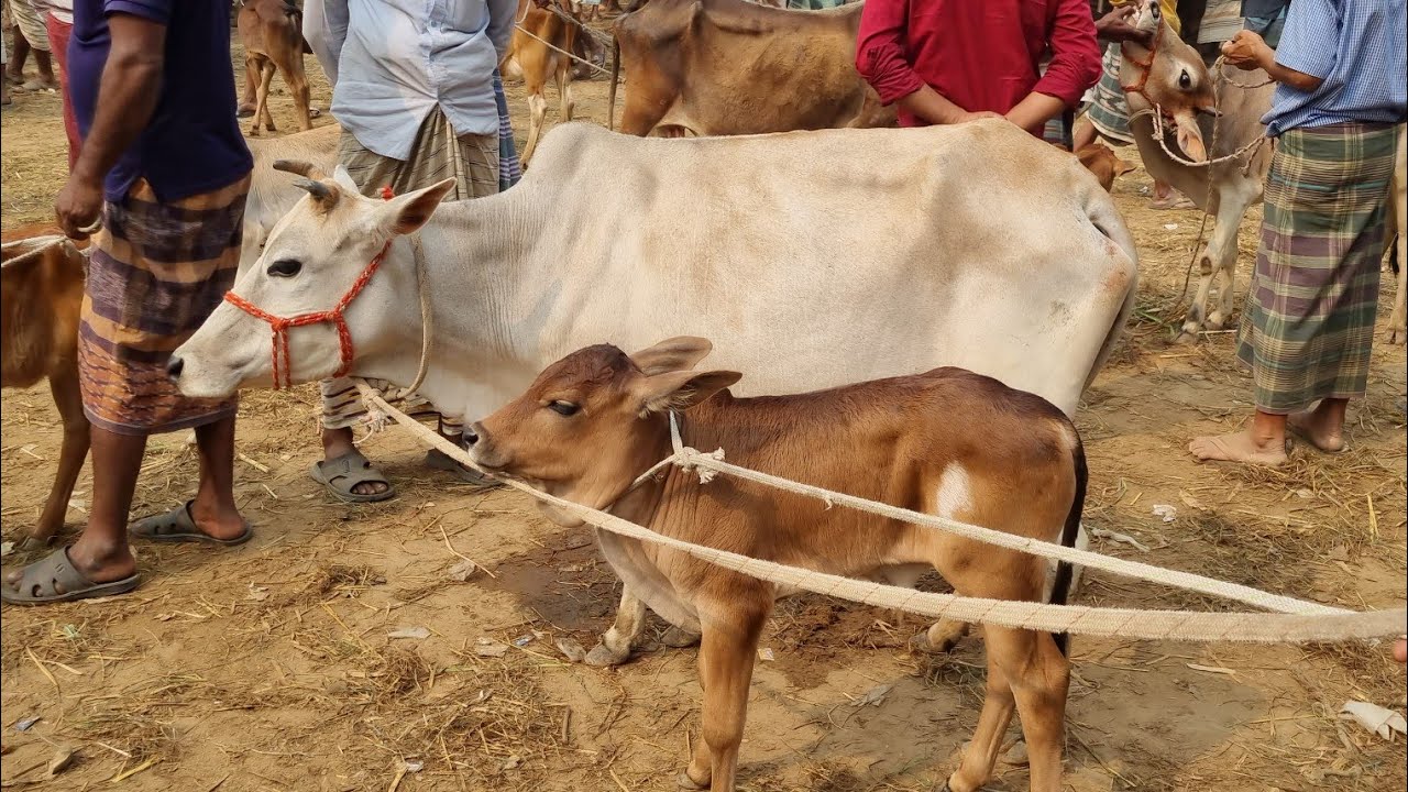 @আজ ১০ মার্চ ২৬ | বাচ্চাসহ দেশাল ৫০-৯০ হাজারের মধ্যে গাভী গরুর দাম | আফতাবগঞ্জ হাট | দিনাজপুর 