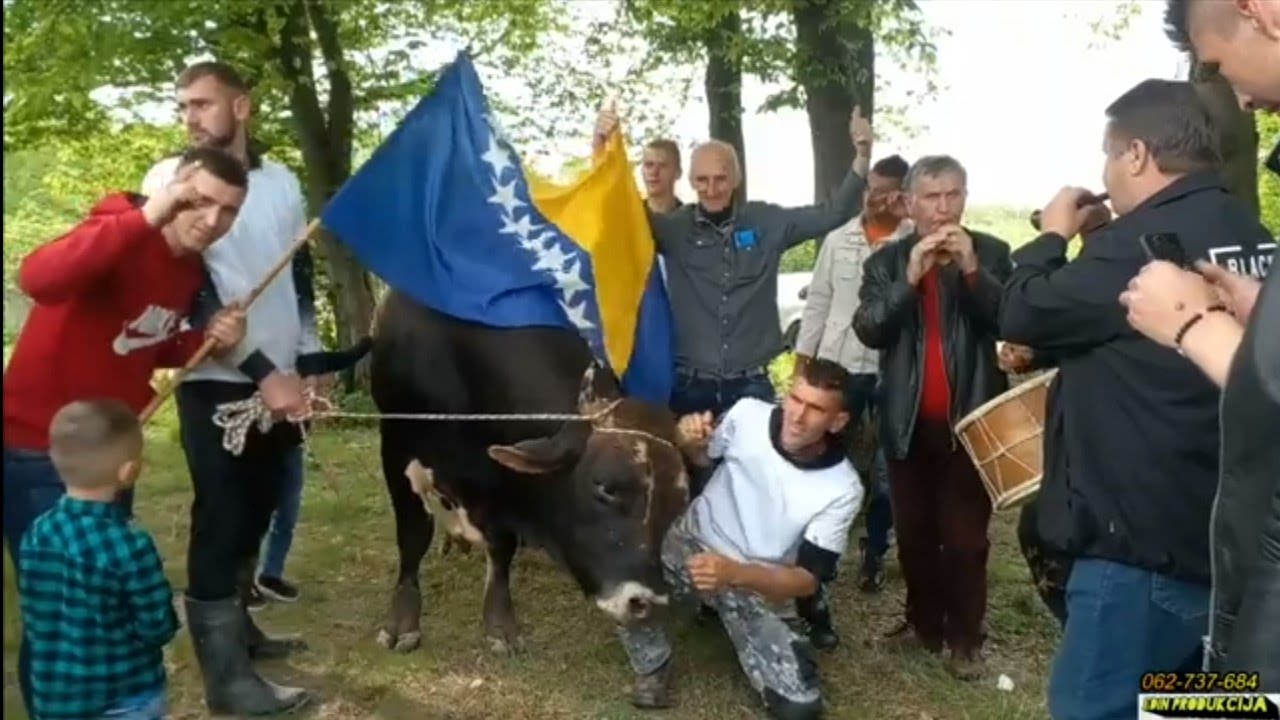 Korida i teferič i najbolje borbe bikova u Bosni: spektakl