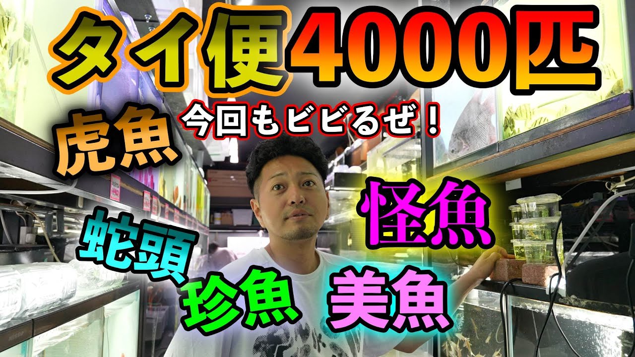 ダトニオ大量入荷&怪魚珍魚美魚4000匹　最大種ナイフフィッシュ　初輸入フグ　スネークヘッド各種　『ベイサイドアクア』