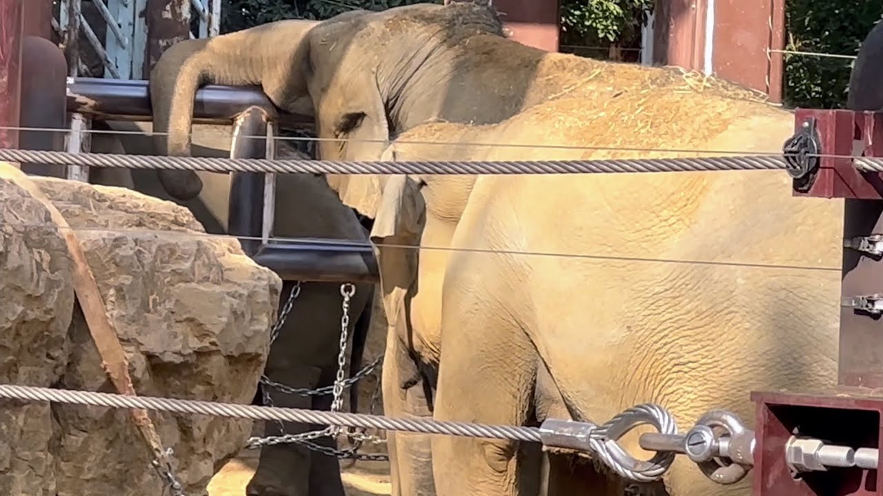 朝の挨拶はちゃんとするアルンくんと、ウタイちゃんとスーリヤさん🐘　2月23日 上野動物園　アジアゾウ