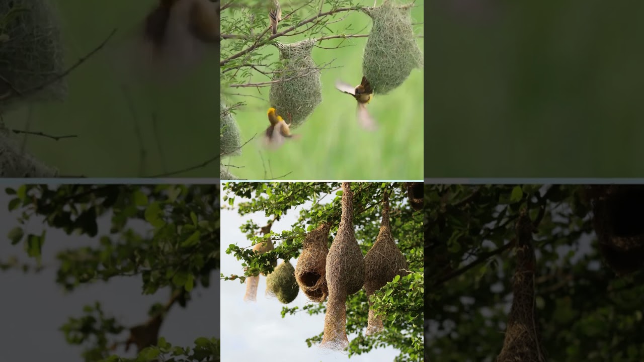 Nesting Behavior | Socializing and Protecting at Close Quarters