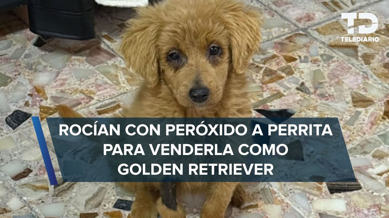 Perrita es rociada con peróxido para aclararle el pelo; buscaban venderla como golden retriver