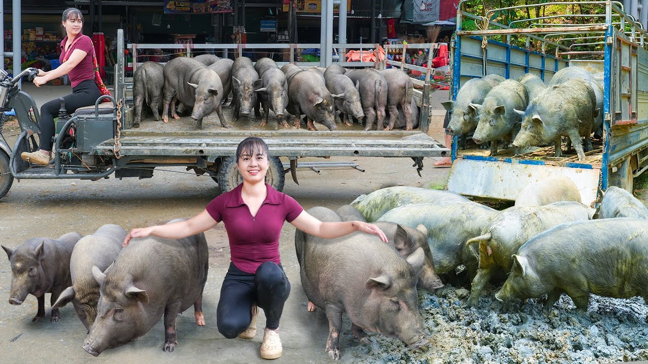 REWIND TIMALSPE -- 299 Days Raising Many Pigs - Selling Many 120KG Pigs, Buy Piglets To Raise