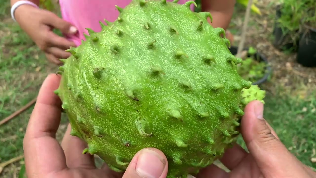 FIRST SOURSOP FRUIT (3yrs2months from seed)