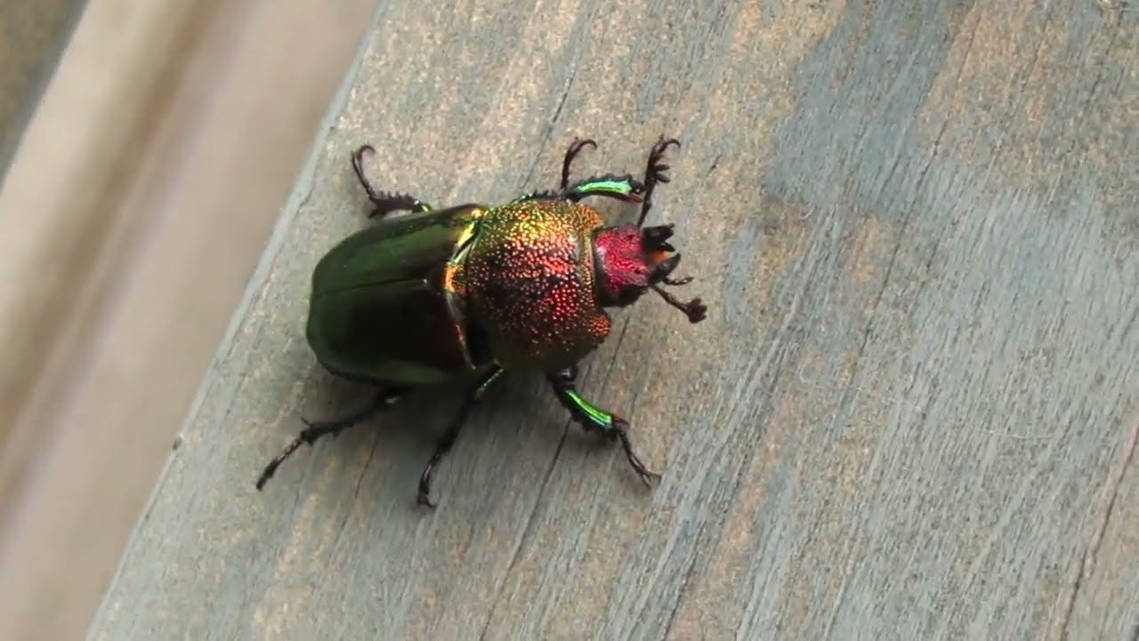 Christmas beetle keeps falling off the fence while walking