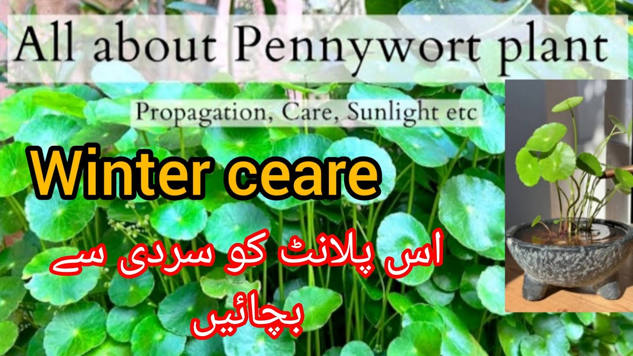 Dollar Plant / Pennywort /Coin  plant || Pennywort plant /winter ceare...