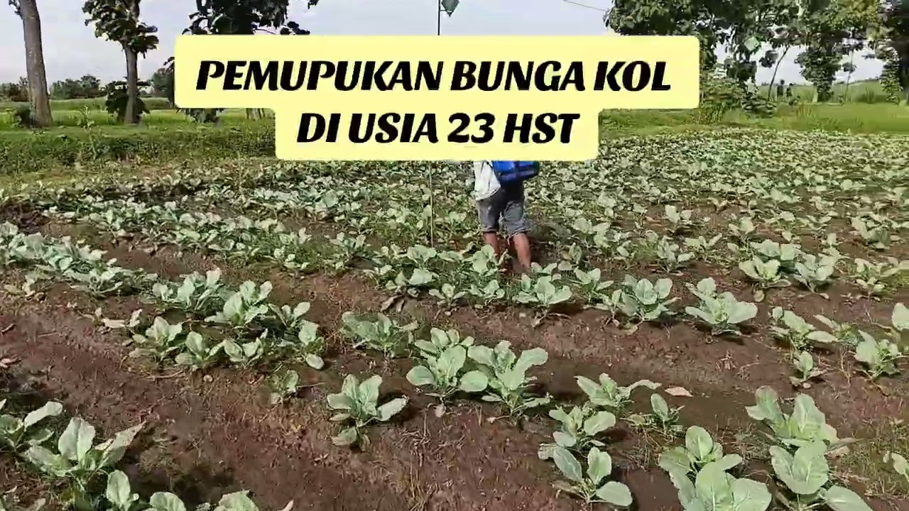 Umur 23 HST, saatnya bunga kol dikasih “vitamin” 🌿✨Nutrisi cukup, tumbuh sehat, hasil mantap!