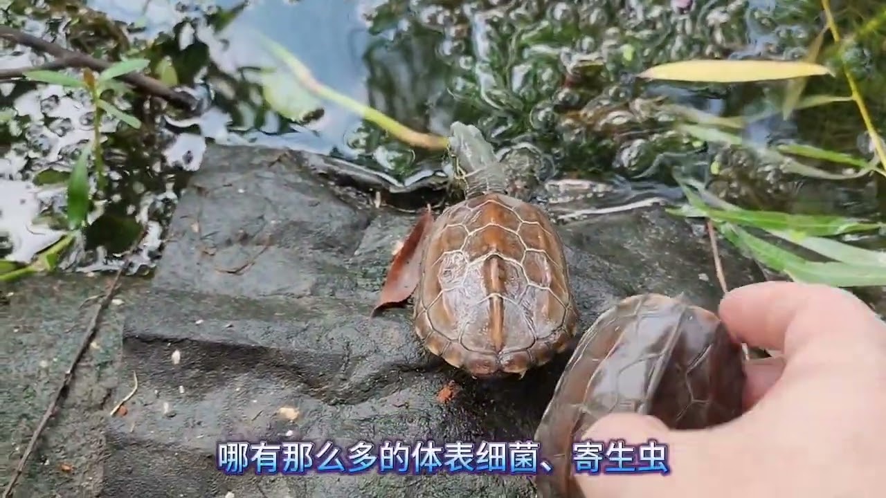 烏龜曬背不一定要露背，這6種情况，不建議設出水曬臺給烏龜曬背