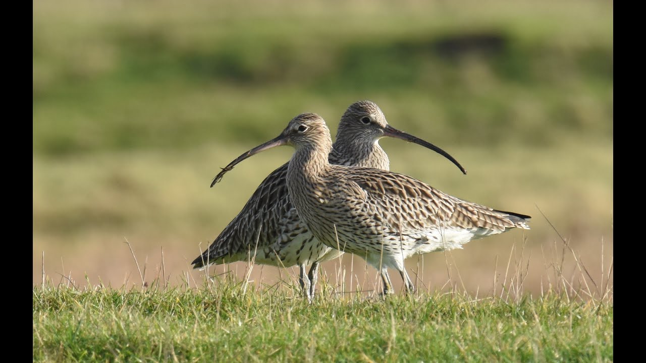 WEBINAR: Curlews and Recreational Disturbance