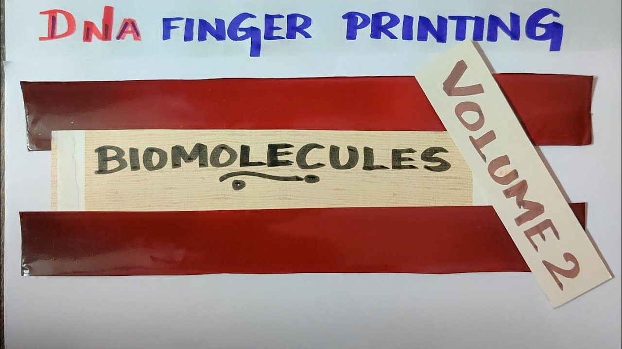 TN12th STD/DNA Finger printing/Biomolecules/VOL 2/Tamil Medium/ Tamil Explanation