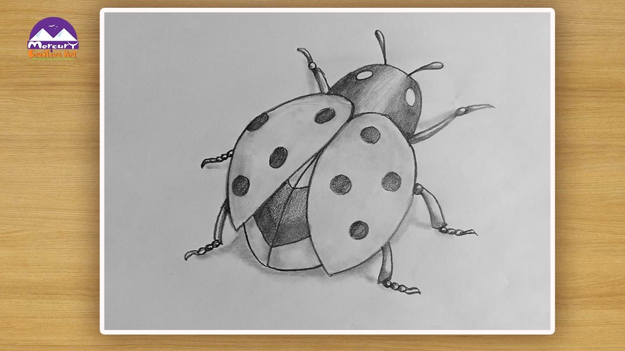 How to Draw a Realistic Ladybug | Pencil Shading for Beginners