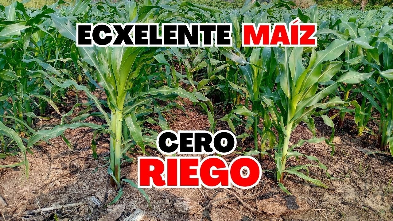 15 Toneladas/Ha CULTIVO de MAÍZ en V6 - Maíz En sistema secano