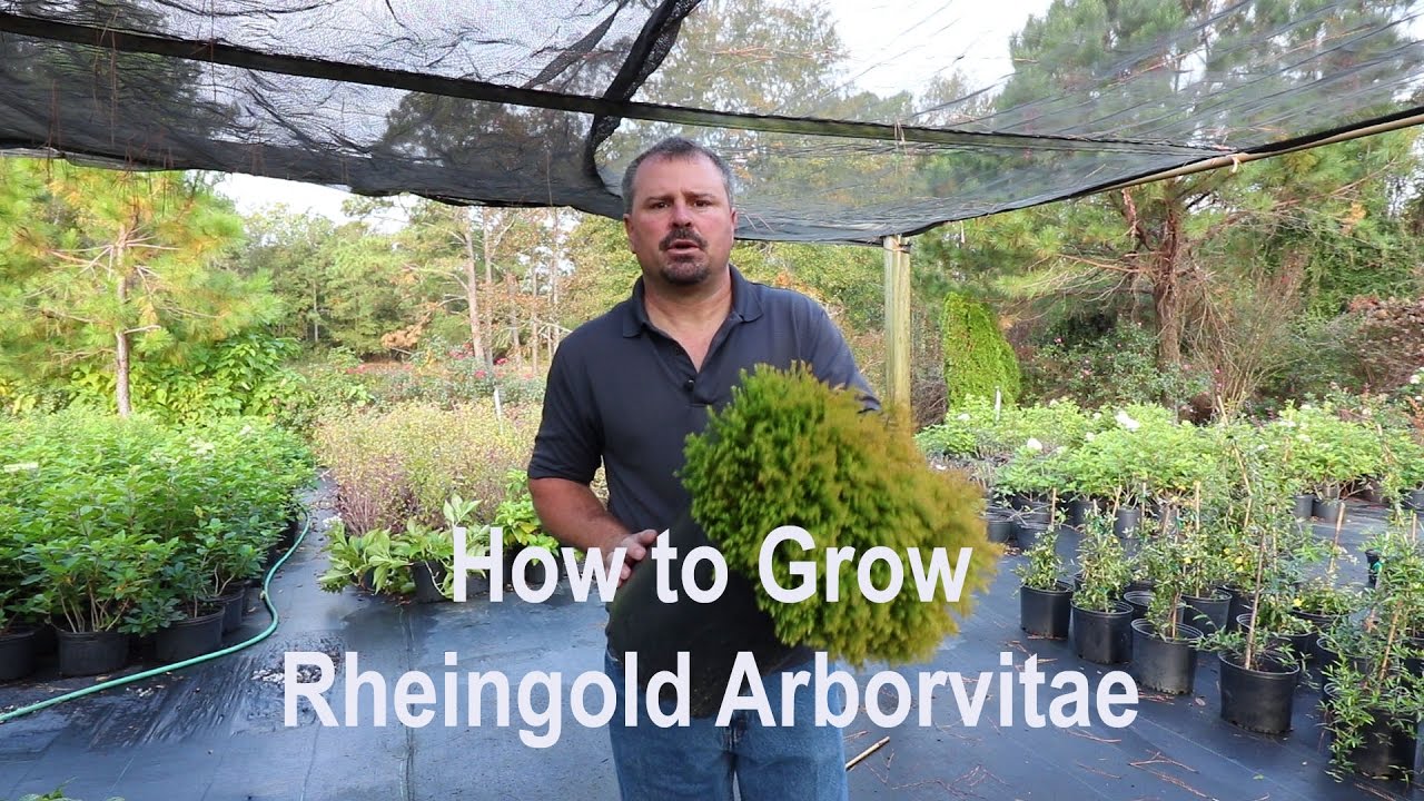 How to grow Rheingold Arborvitae (Thuja) with detailed description