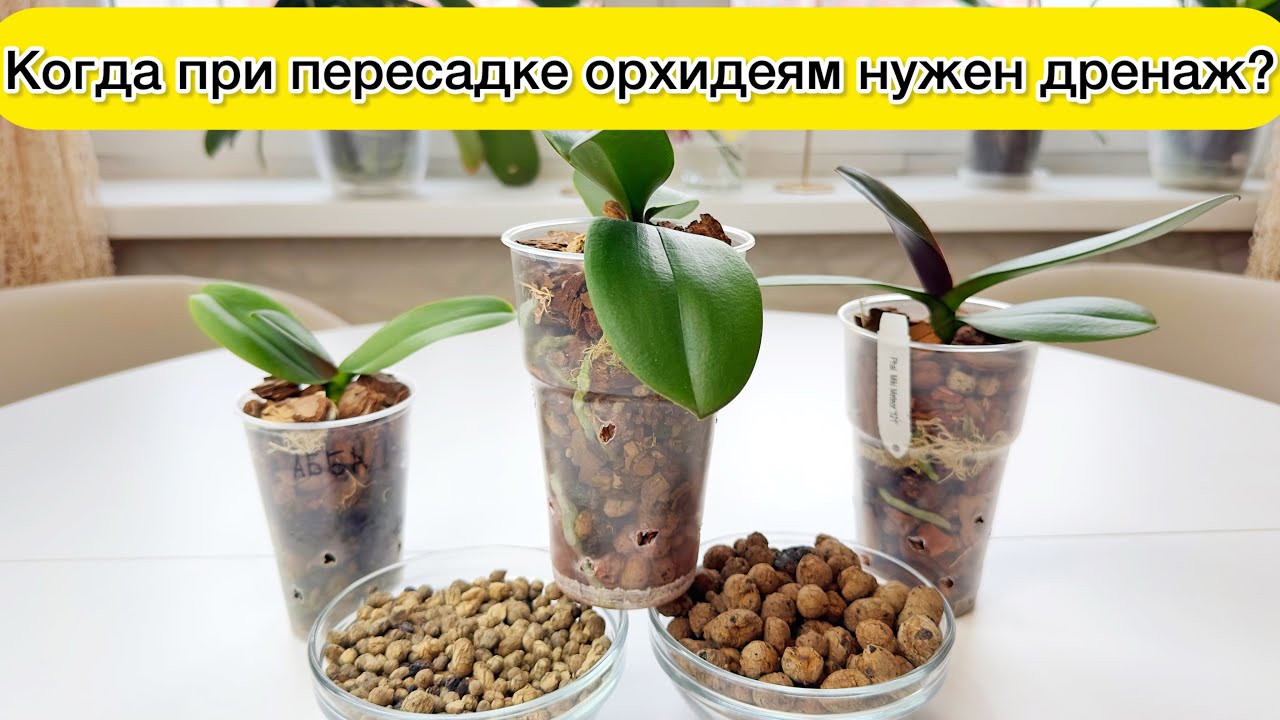Дренаж для орхидей  Нужен ли керамзит орхидеям