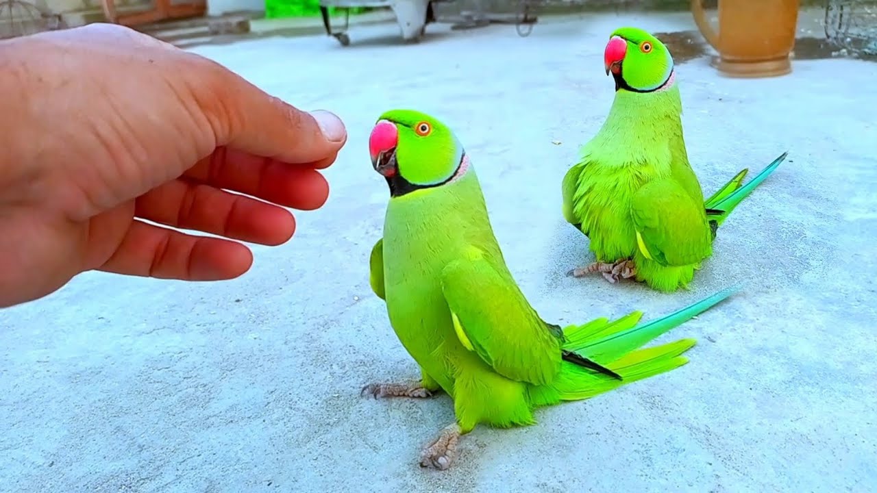 wow Just Amazing Ringneck feel full in Love | Parrots World