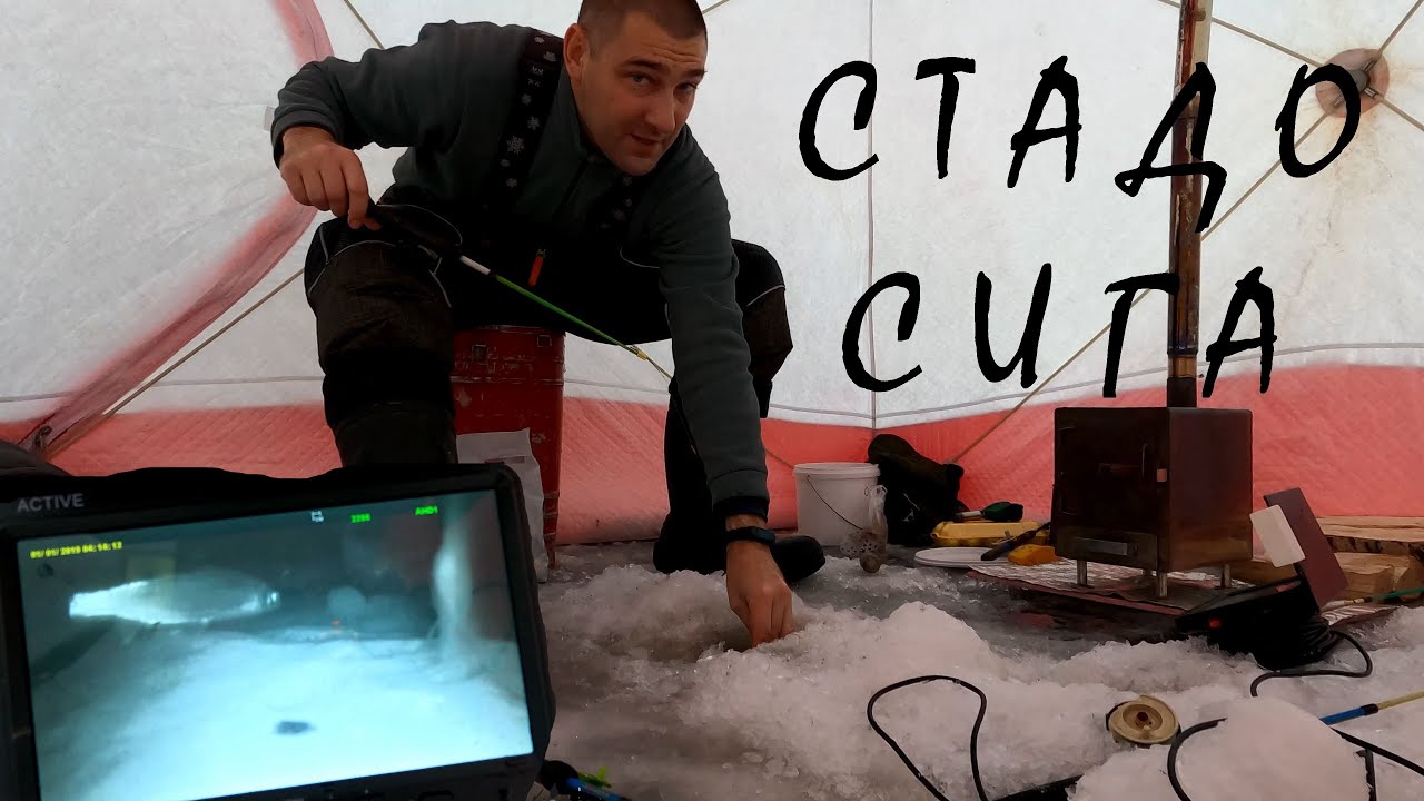 Рыбалка на сига. Подводные съемки. Ондатра.