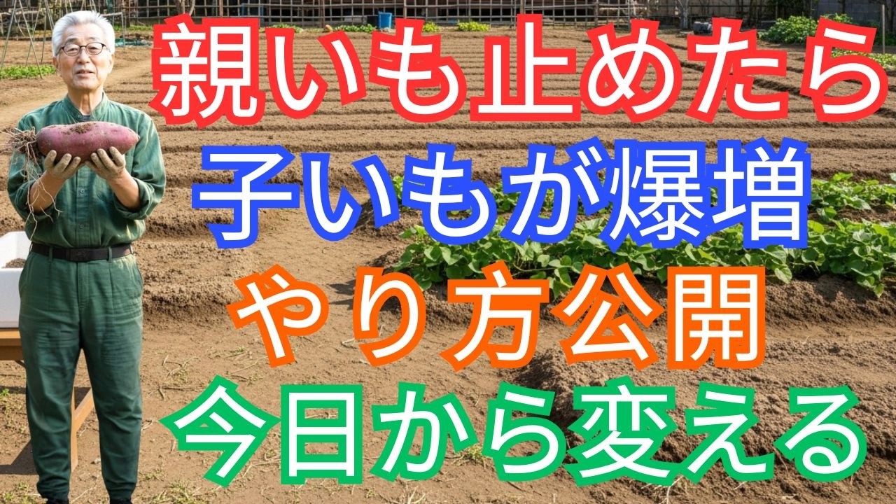 【88%の人が効果を実感】スーパーのさつまいもを水につけた結果が想像以上…今年こそ成功させてください【さつまいも増殖】【摘芯方法】【家庭菜園初心者】