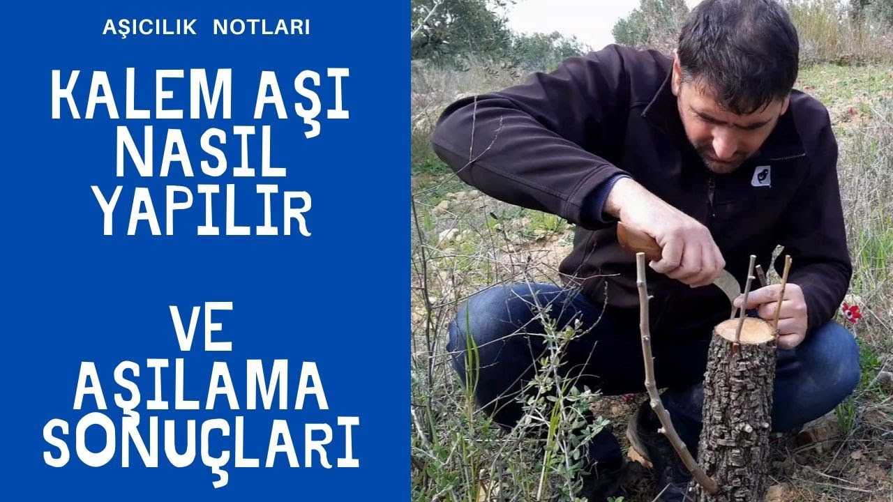 BİR AĞAÇTA ÜÇ ÇEŞİT MEYVE //KALEM AŞI NASIL YAPILIR VE AŞILAMA SONUÇLARI .  meyve aşısı kabuk aşısı