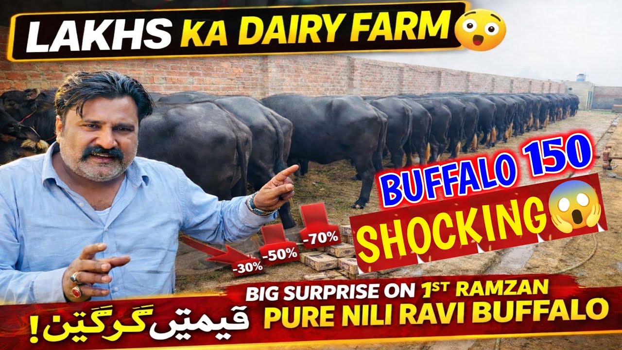 150 Pure Nili Ravi Buffalo Big Farm Nankana Sahib | Dairy Farming Pakistan | Business Talks Official