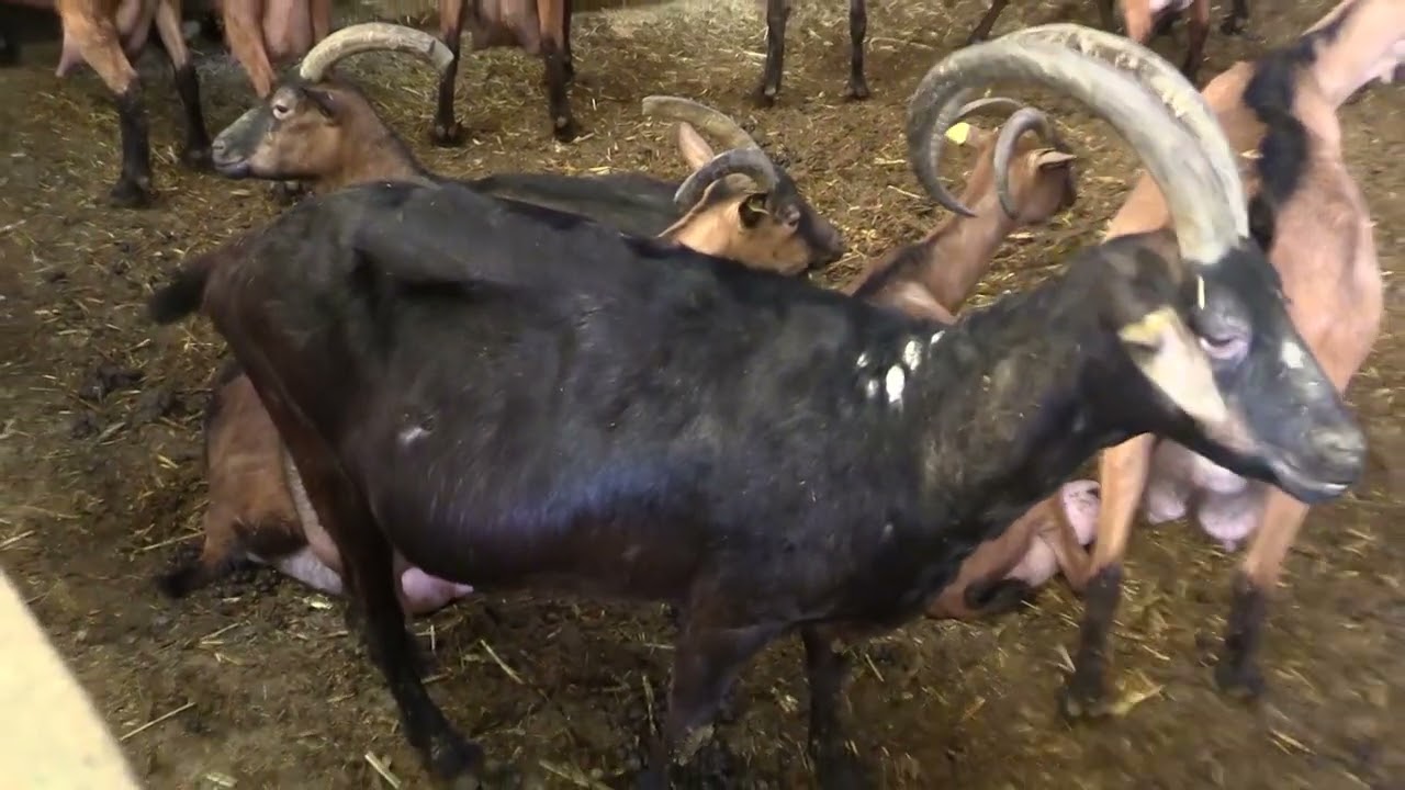 Ganaderos en su hábitat | Cabras en Rioseco | 06.12.2025