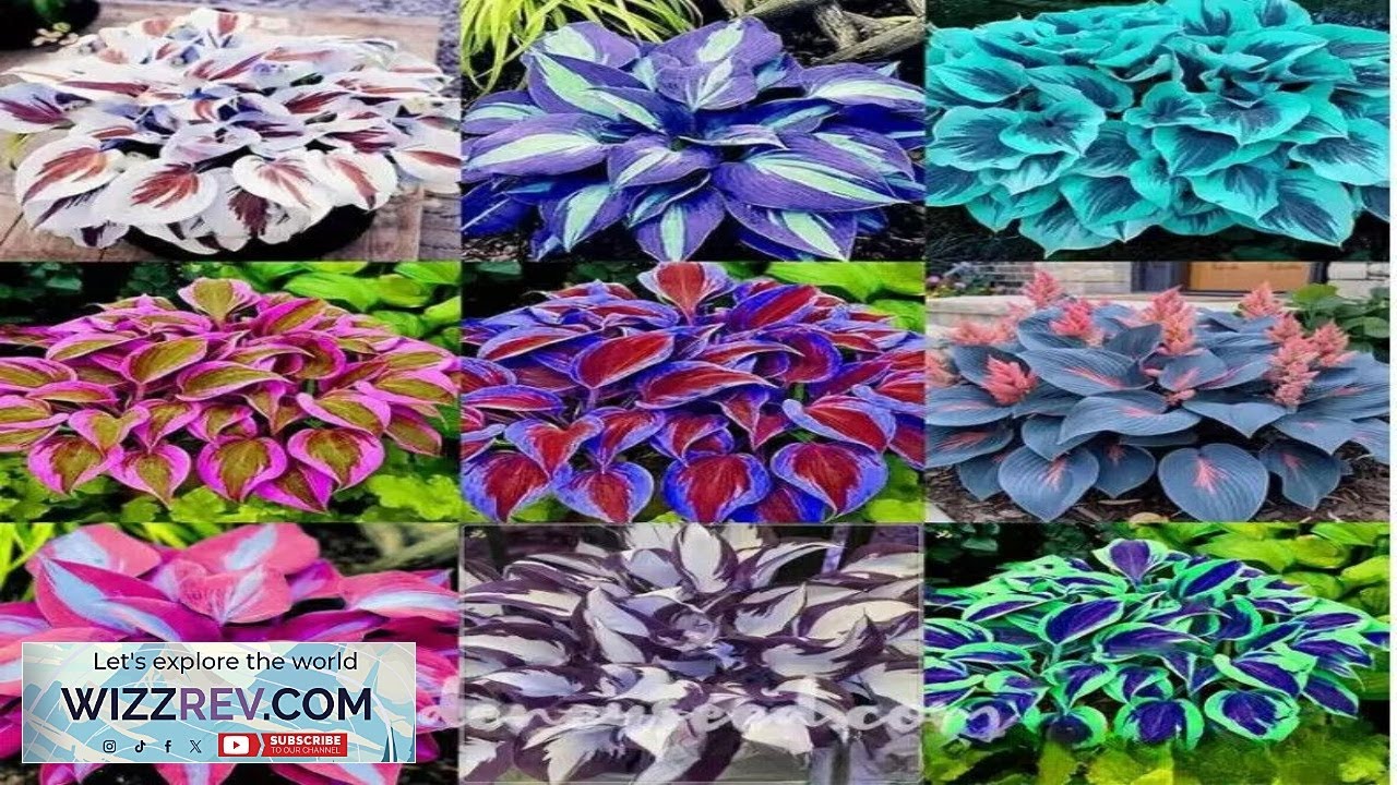 100 Mixed Hosta Plant Seeds Hosta Plantaginea Garden Flowers Perennials Review