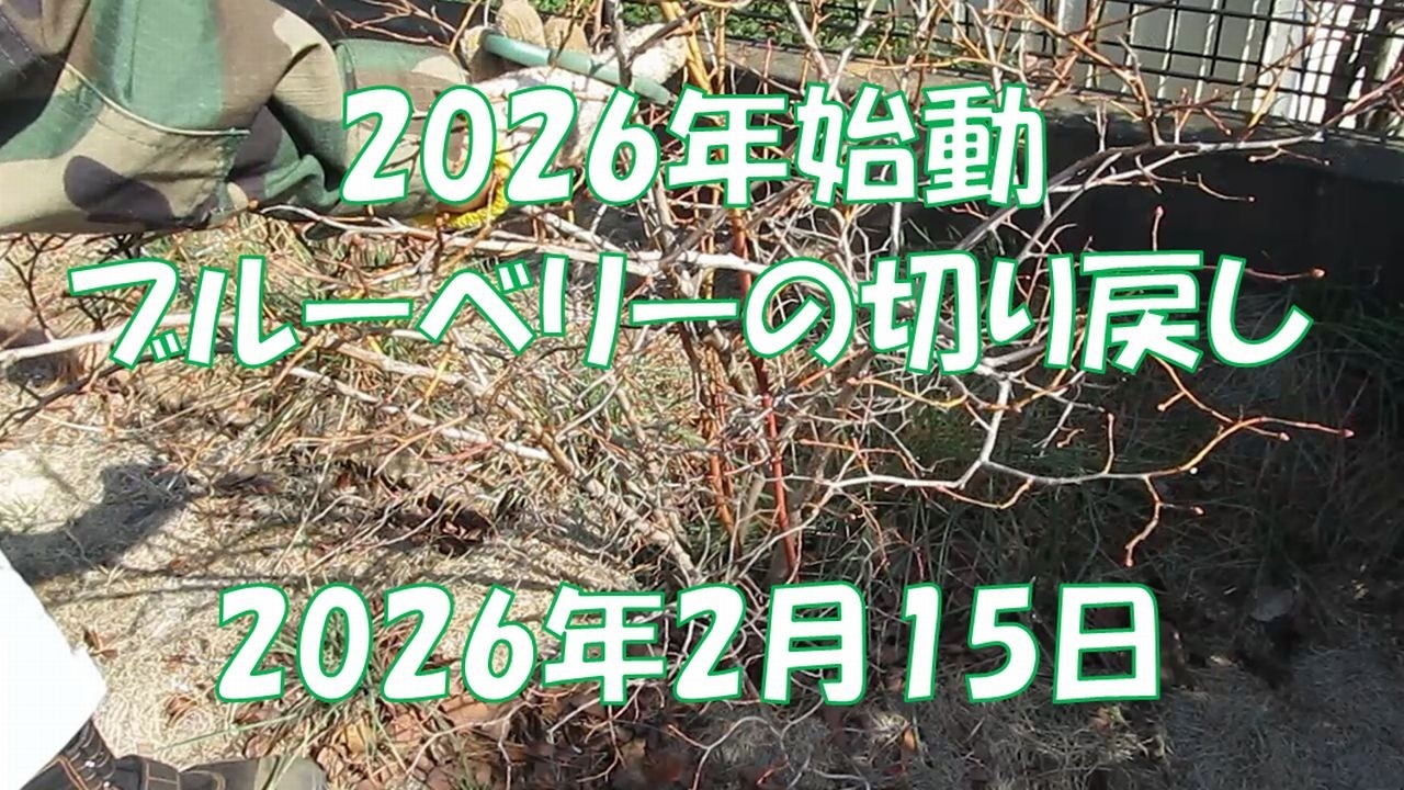 048 2026年始動ブルーベリーの切り戻し2026年2月15日