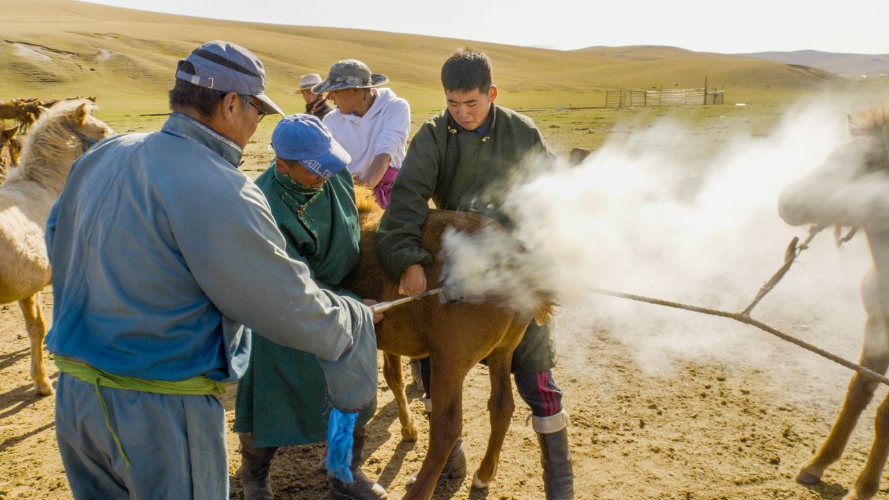 MONGOLIAN NOMADS: Masterful Horsemanship at 15 - Falling, Rising, and Riding the UNTAMED