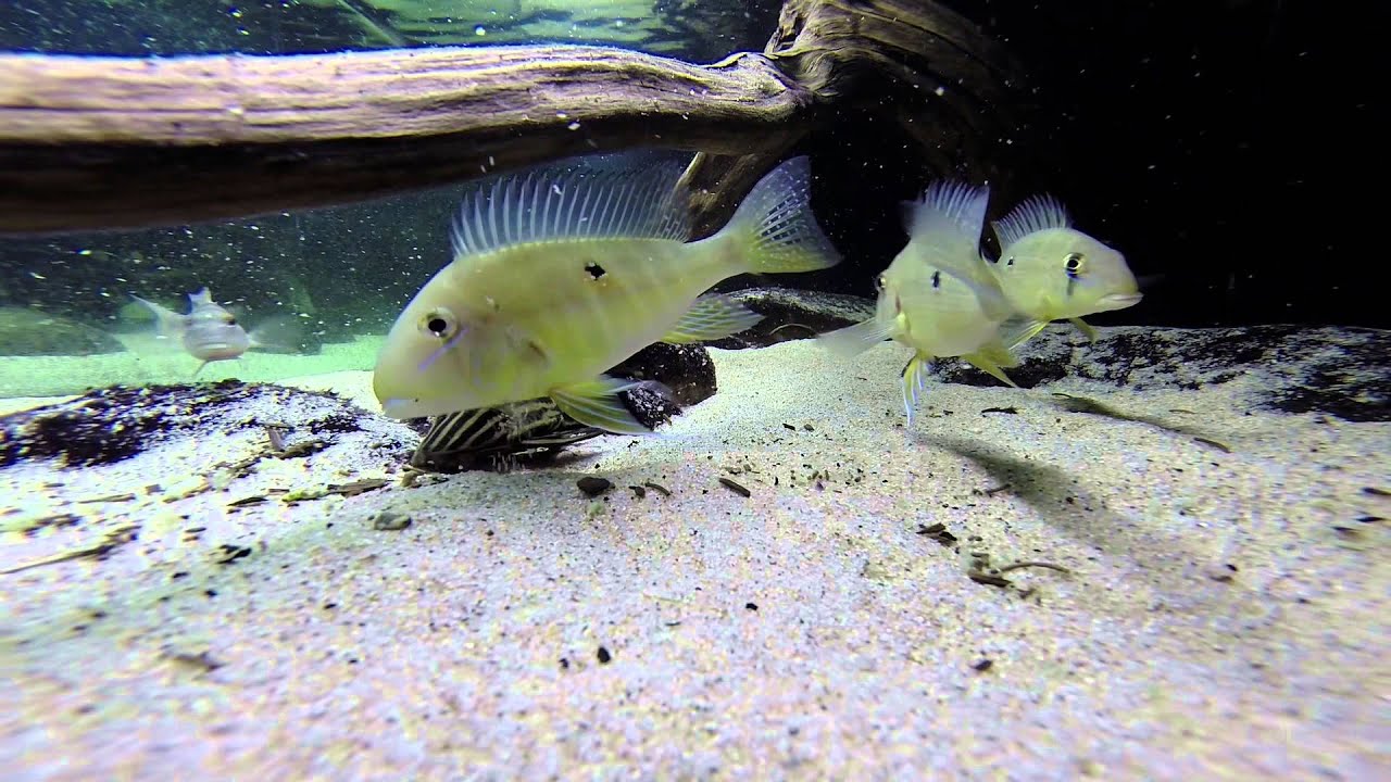 053 Retroculus Lapidifer and  Geophagus Argryrostictus
