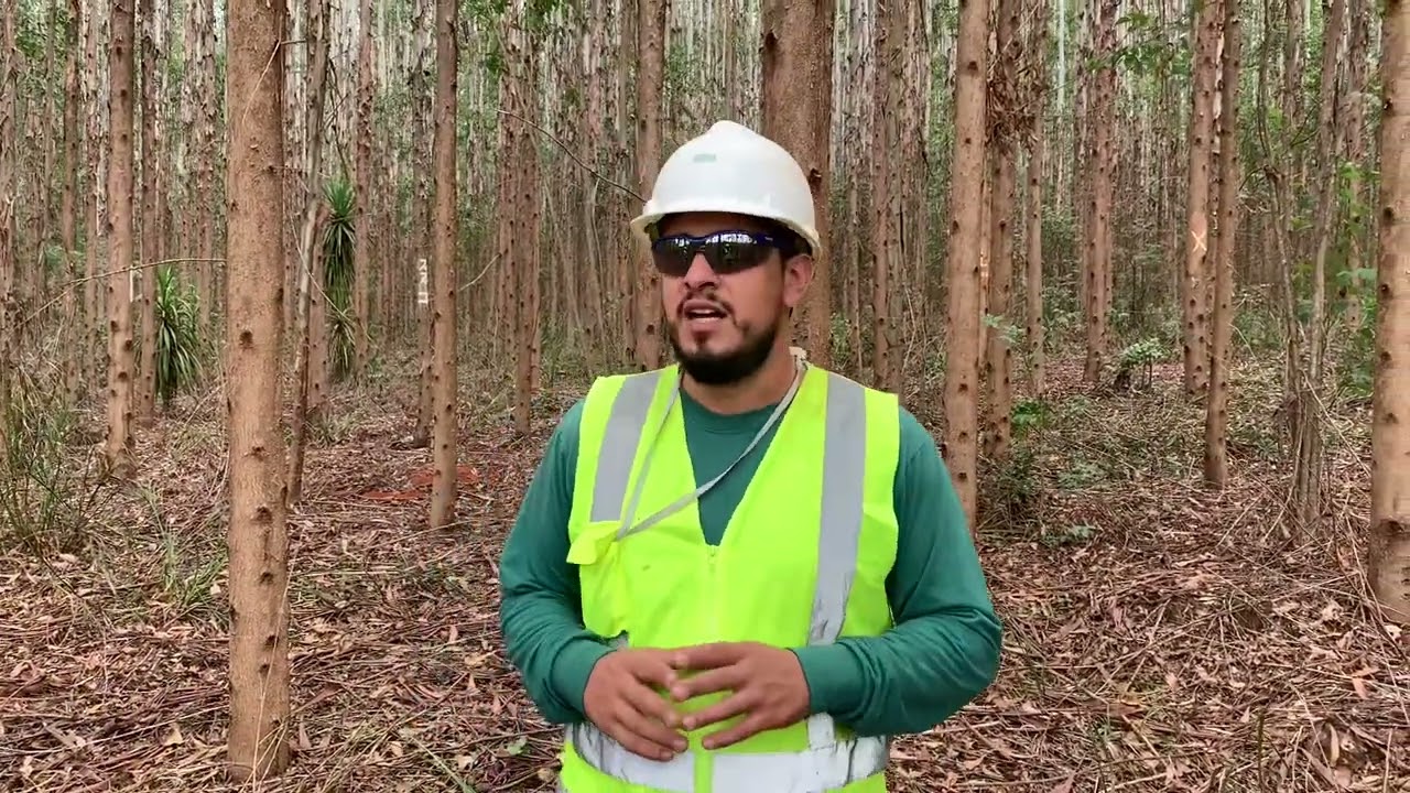 Marcações nas parcelas de inventário florestal