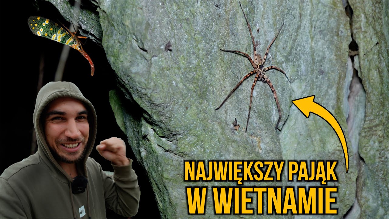 Największy pająk w Wietnamie 😍 Ninh Bình