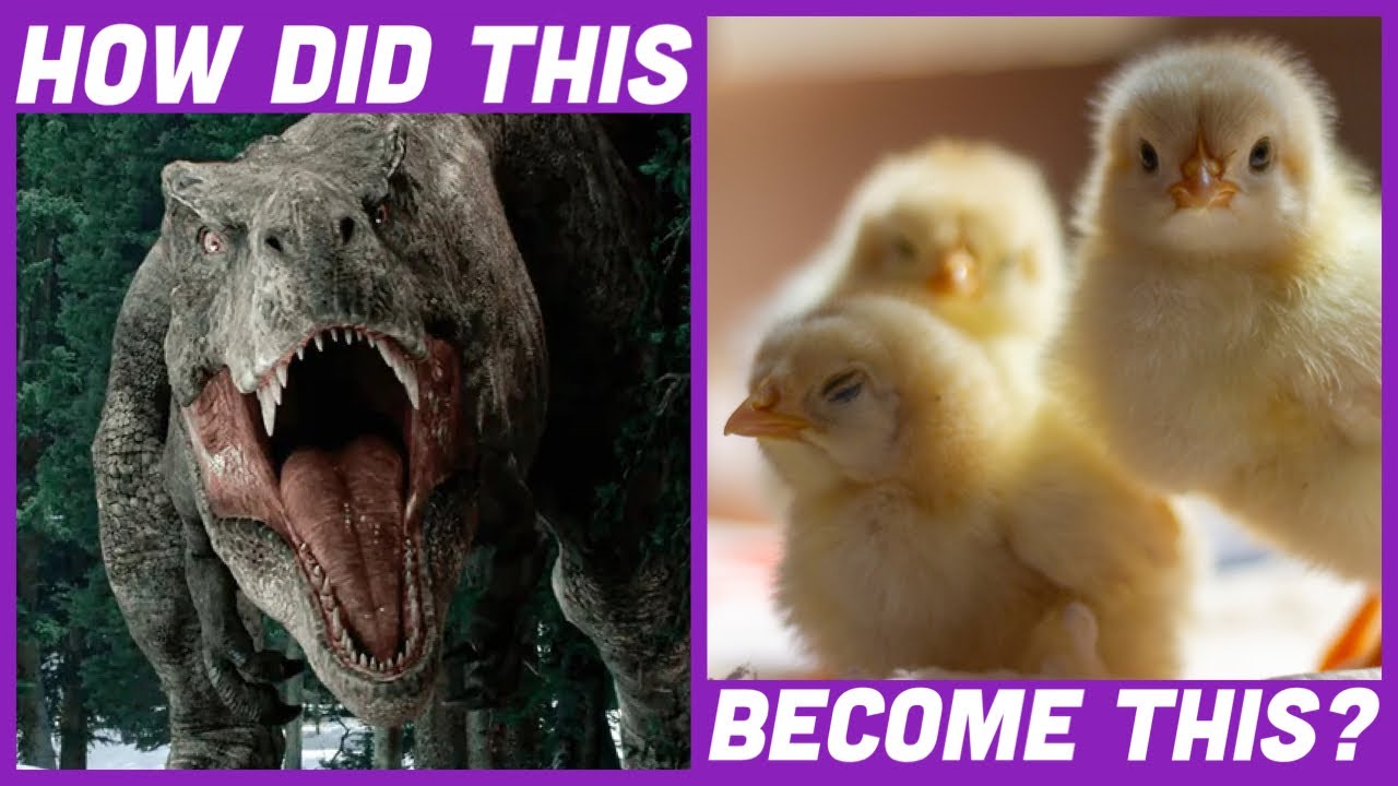 How Birds (and Bats) Got Wings | Sci Guys Clip