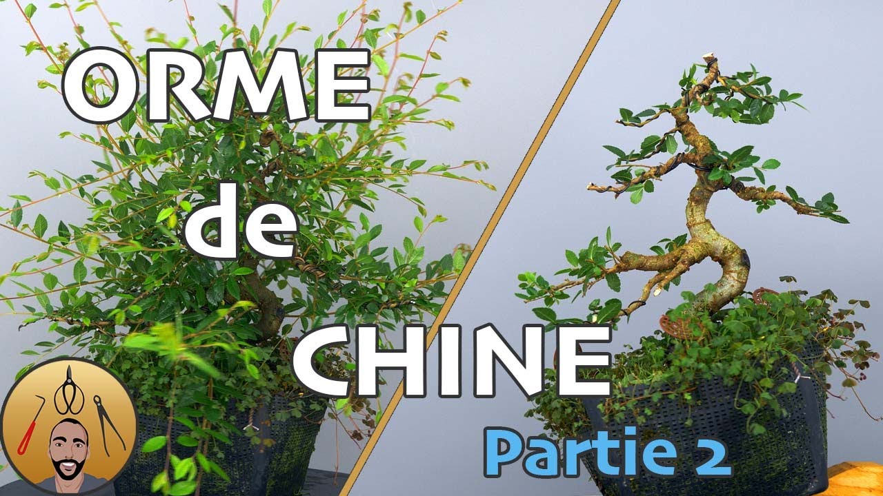 TAILLE et LIGATURE de mon ORME de CHINE BONSAÏ (ODC1 - Partie 2) 🌳AFDB🌳