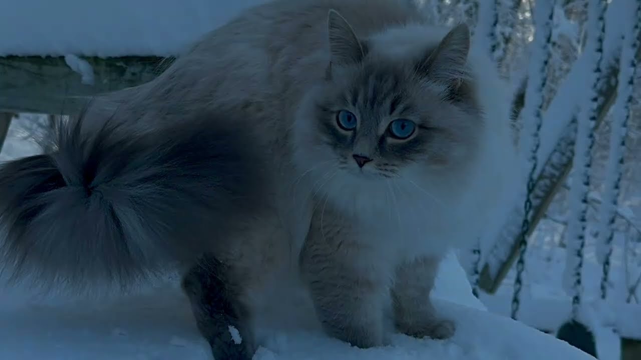 Neva Masquerade in DEEP SNOW!