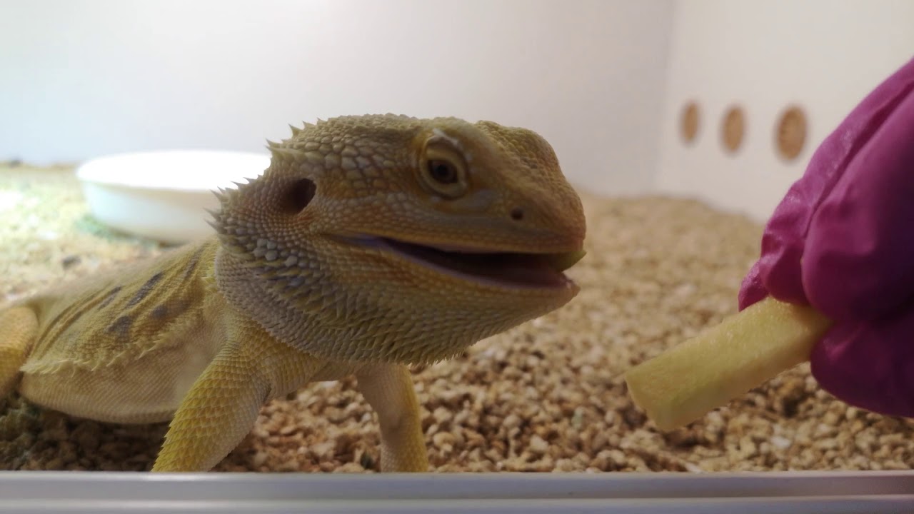 Karmienie agam jabłkiem | Giełda ZooEgzotyka 1 grudnia, Warszawa || Gadzi Bastion