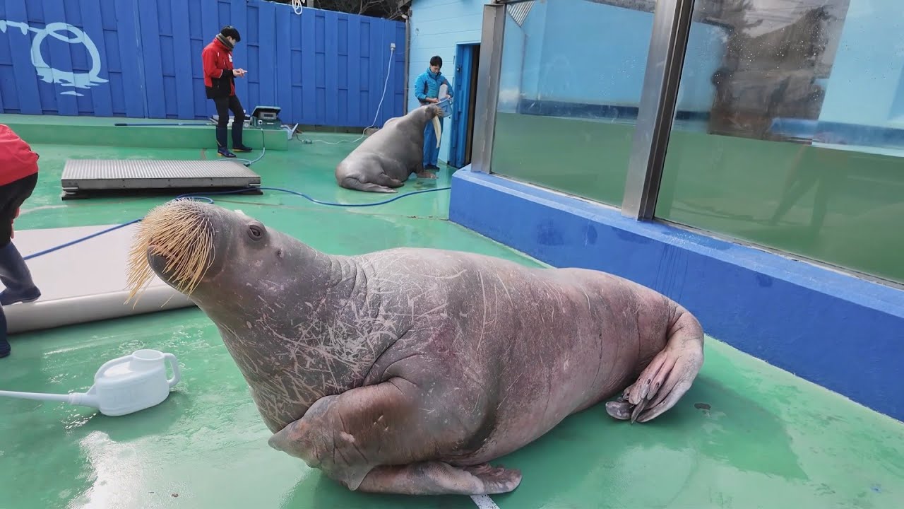 セイウチお食事タイム　伊勢シーパラダイス　26.01.26
