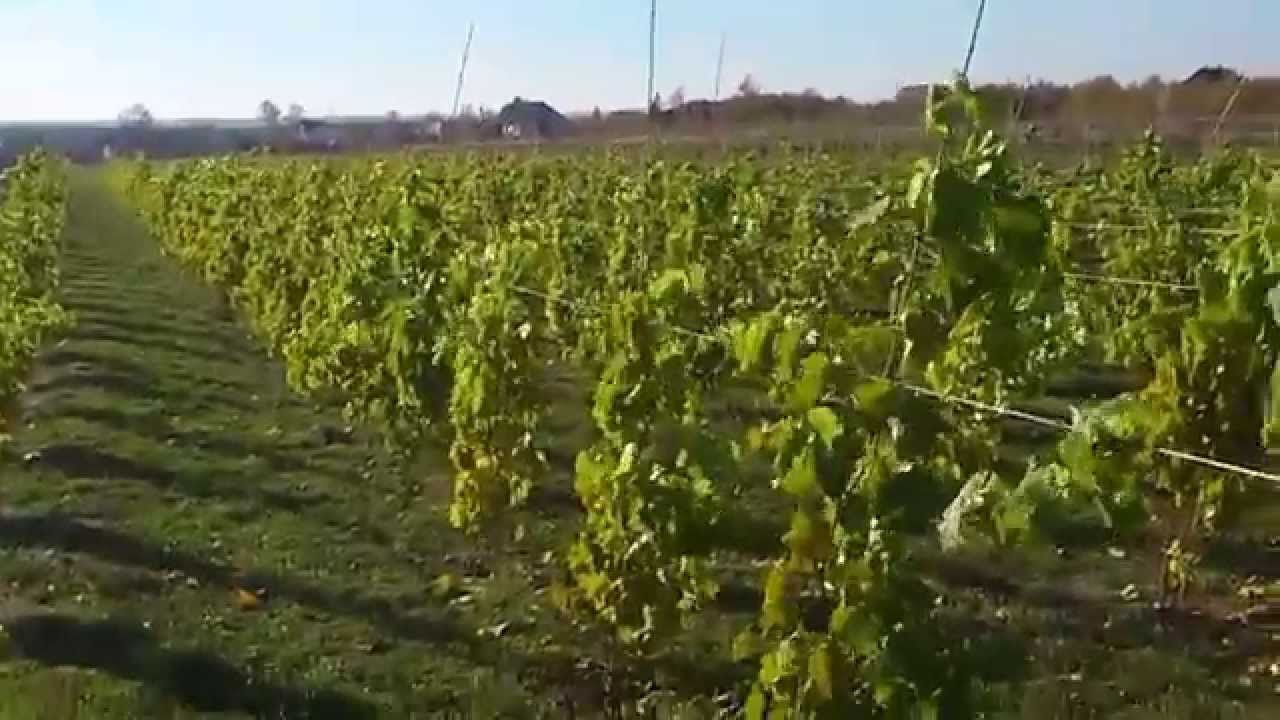 Powstaje nowa winnica: Winnica Smolnica [Z wizytą na winnicy]