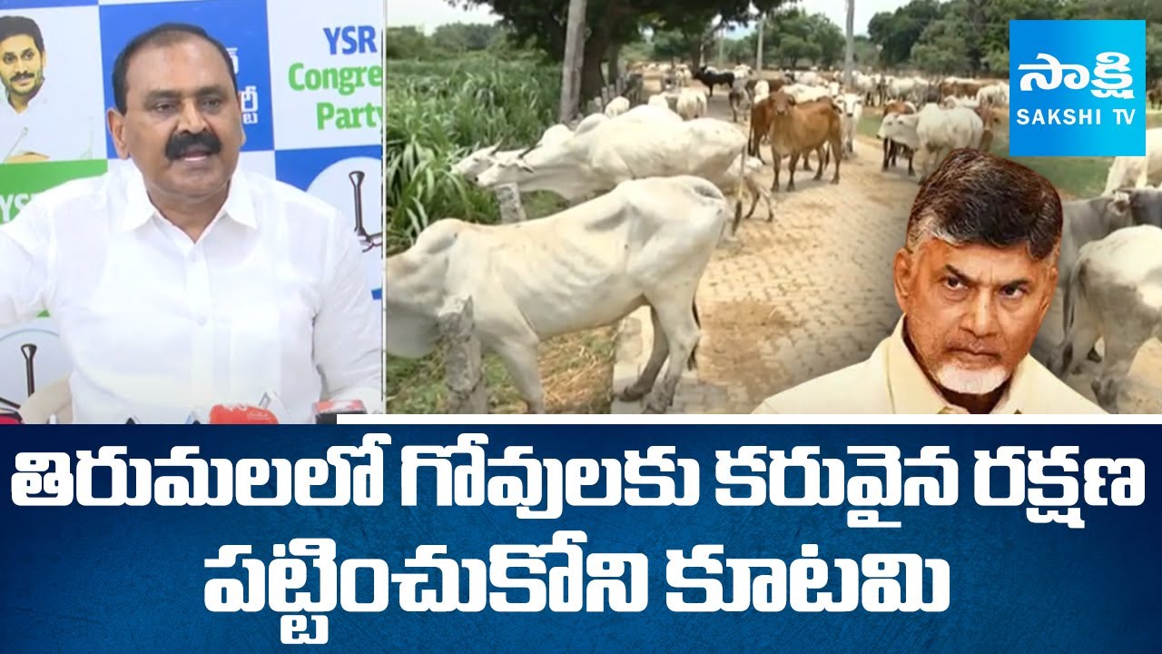 Bhumana Karunakar Reddy Fires on Chandrababu Govt Over TTD Goshala | @sakshitv